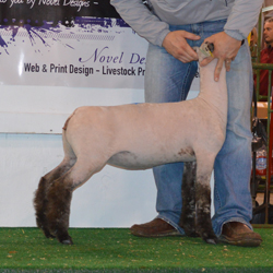 Champion Speckle Ewe Midwest Elite Show & Sale Raised by Dee Brothers LLC Diamond Eyes x DB 187 (Piranha x Tiger)