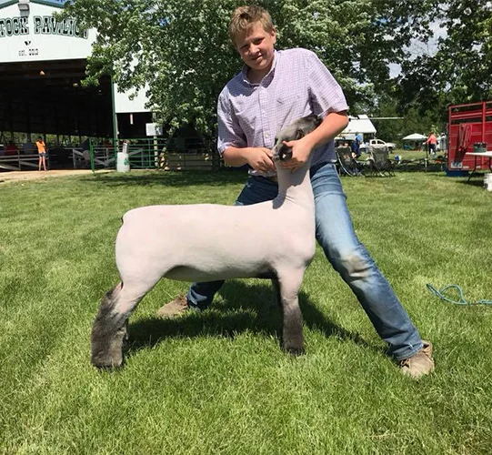 3rd Overall Commercial Ewe Austin Alt Memorial Show #2 – MN Shown by McKinney Show Stock Raised by Counsell Club Lambs Sired by Rehab