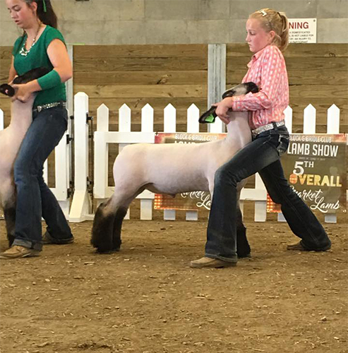Reserve Grand Champion Overall Champion Hampshire Leadem' by the Lake – Show B – MN Shown by Sawyer Morrical Raised by Counsell Club Lambs Sired by Rehab