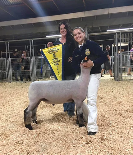 Grand Champion Market Lamb Yolo County Fair – CA Shown by Mary Carli Raised by Porter Family Sired by Boardwalk