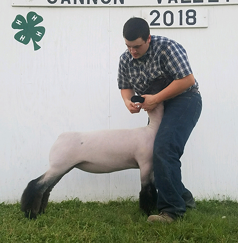 Champion Commercial Ewe Cannon Valley Jackpot Show Shown by TJ Sommers Raised by CJ Club Lambs Sired by Rehab