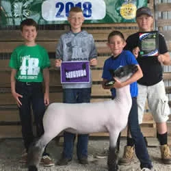 Grand Champion Commercial Ewe Floyd County Fair – IA Shown by Williams Family Raised by Counsell Club Lambs Rehab x Stonewall