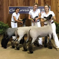 Champion Drive – 3 Ewe Lambs California State Fair Shown by Tessa Tomlinson Sired by Boardwalk