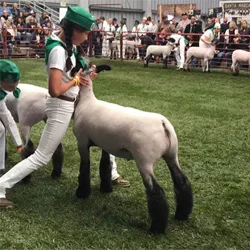 Reserve Supreme Champion Lamb Salinas Valley Fair (King City) – CA Shown by Ashley Hagen Raised by VLS Club Lambs Sired by Graffiti