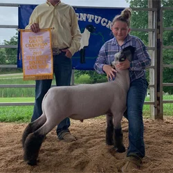 Reserve Grand Champion Market Lamb Top of Kentucky Bred by Hollinger Sired by Rehab