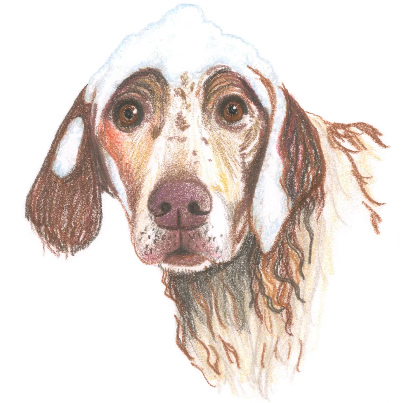 Soapy Dog.jpg