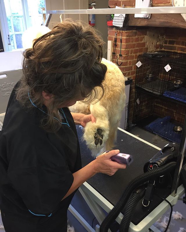 Our latest student Alison is enjoying her first week on the job #studentlife #groomer #labradoodle #arco