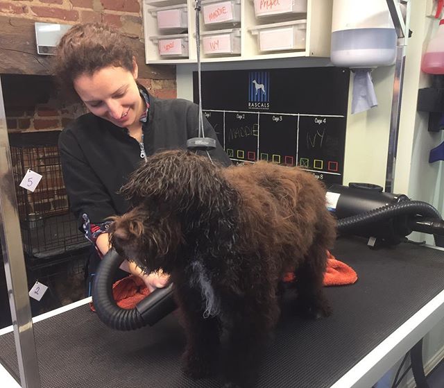 Katie giving Ivy her first bath and blow dry today! 🐻❤️