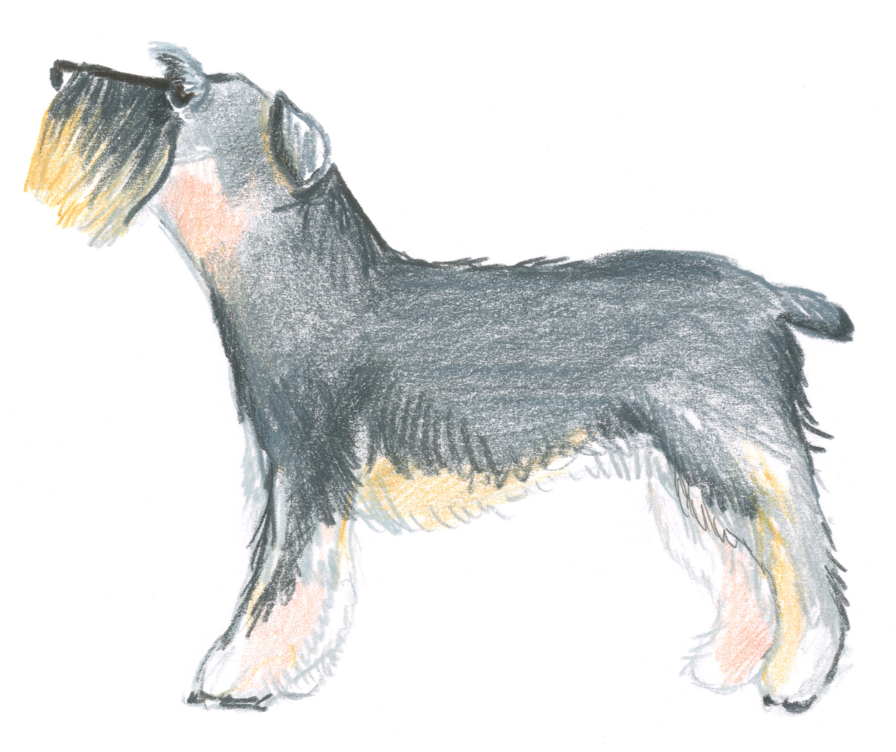 Schnauzer.jpg