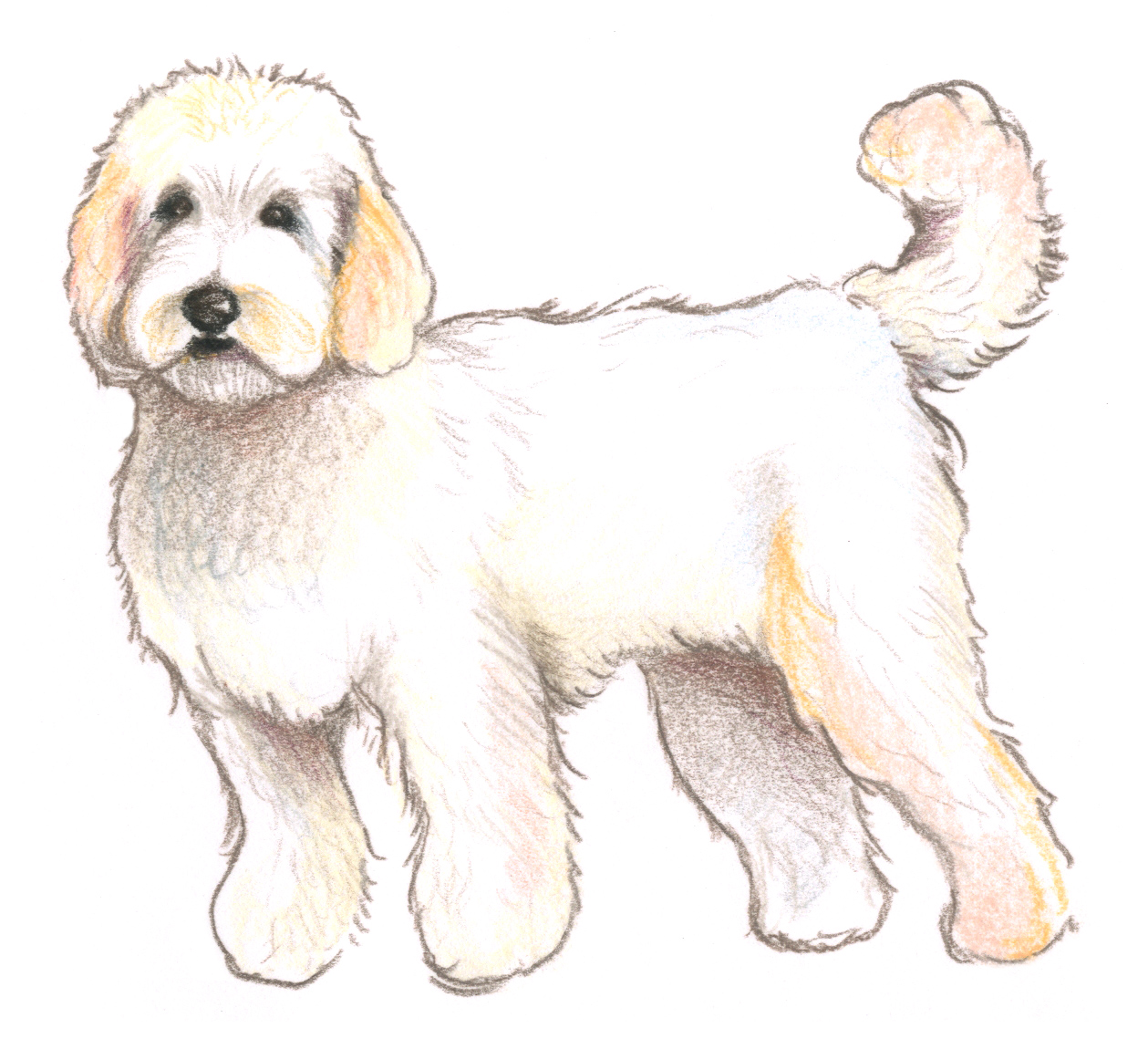 Cockapoo1.jpg