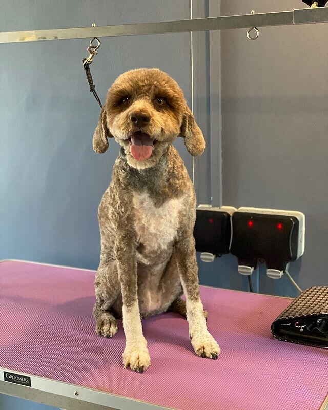 Harper is sporting a new look, lockdown wasn&rsquo;t the best for her ears, but we love her white socks and cute round head! #lagottosofinstagram #doggrooming #groominglife #groomgroomgroom #hairgrows