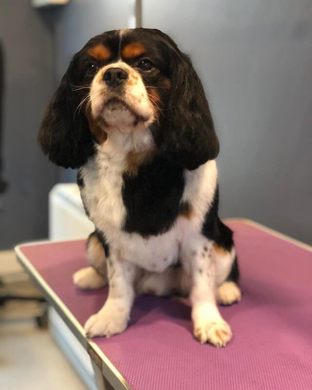 Some before and after pictures of Alfie and Toby, what a difference two hours makes! Thank you so much @amyrosecakery for our treat box! #cavalierkingcharlesspaniel #beforeandafter #lockdowngrooming #doggrooming #groominglife