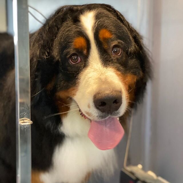 We can never work out who&rsquo;s who because we like to think they are equally as gorgeous! Coco and Bella were hairy bears today, but it was so rewarding to see how much more comfortable they are now! #bernesemountaindog #hairydogsforlife #doggroom