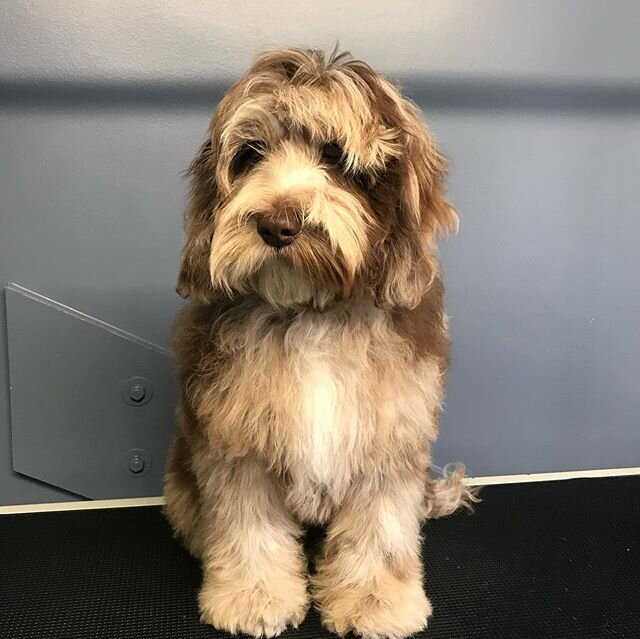 We are in puppy heaven today! Meet Hugo, his markings are so beautiful! He was such a good boy for his first groom! #cockapoosofinstagram #cockapoopuppy #doggrooming #groomingnonstop #fluffy @cockapoohugo1