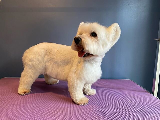 What a transformation for Fergus the Westie! @walker_sarahl! He&rsquo;s looking more like his usual self now thanks to a bath  and lots of scissoring action ✂️ #westiesofinstagram #westhighland #hairydog #whitedogsofinstagram #groominglife