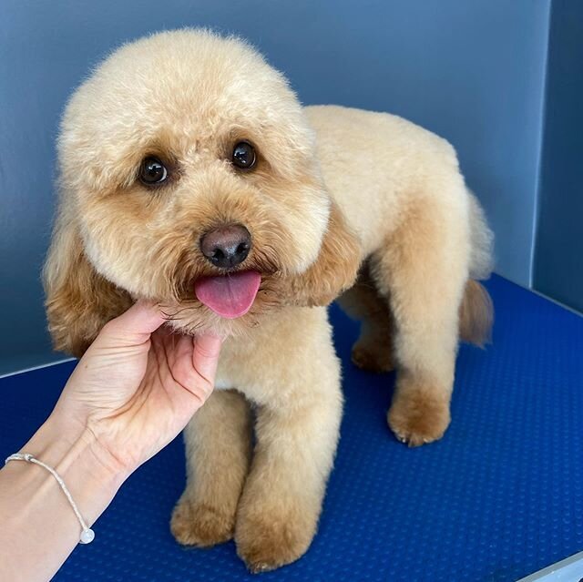 How gorgeous are these pair, frankie and Fergus are looking very smart after their grooms #minaturepoodle #minaturepoodlesofinstagram #shitzu #shitzusofinstagram #doggrooming #groominglife #groomgroomgroom