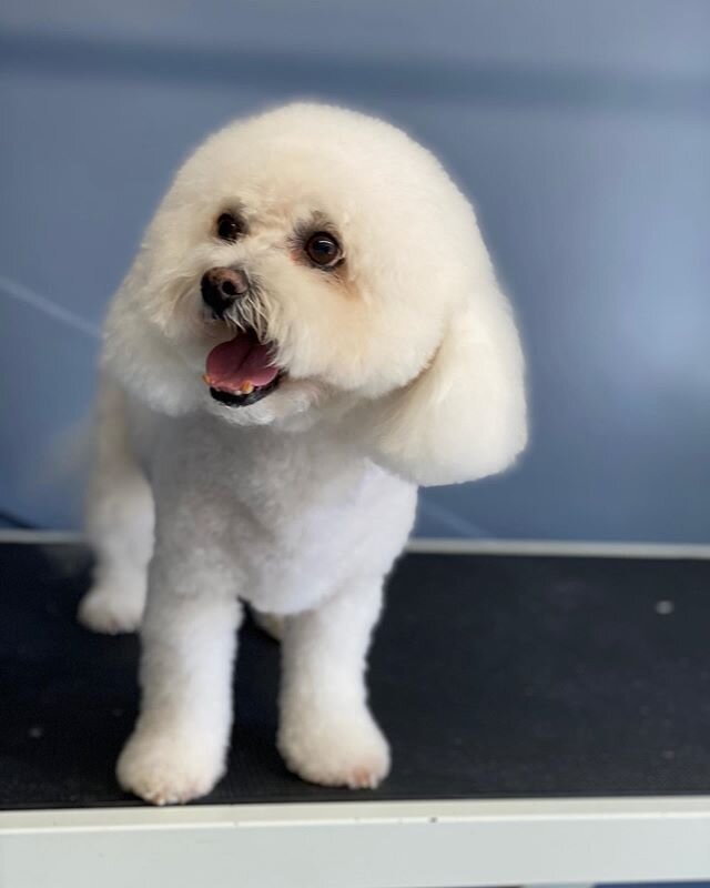 What a fabulous day we have had, a highlight was Alfie the Bichon. He can see now! #bichonfrise #doggrooming #lovemyjob #dogsrule #fluffyclouddog