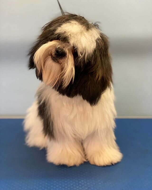 This little fella loves a head tilt, Bear had his first big boy cut and is looking very smart in time for the rain 🤞🏻 #cockapoodad #shitpoomum #onecutepuppy #doggrooming #groominglife #puppiesofinstagram #toohottogroomdogs #bringontherain