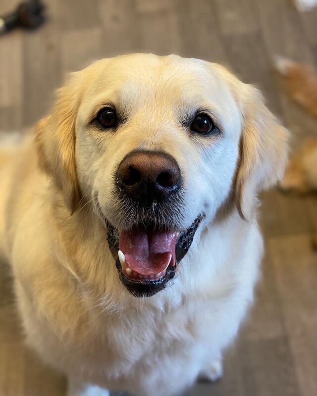 Oscar the golden is giving us all the feels this Saturday, who doesn&rsquo;t love a golden retriever! 💓 #goldenretrievers  #goldenretrieversofinstagram #doggrooming #goldenretrieverlove