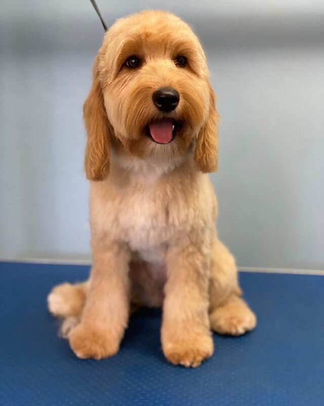 Let&rsquo;s rewind..... Bella has had a busy day of pampering for the FIRST time! She was so brave and also very playful. We love to see puppies enjoy their time here, grooming is fun see! #cockapoosofinstagram #cockapoogrooming #doggroominglife #pup
