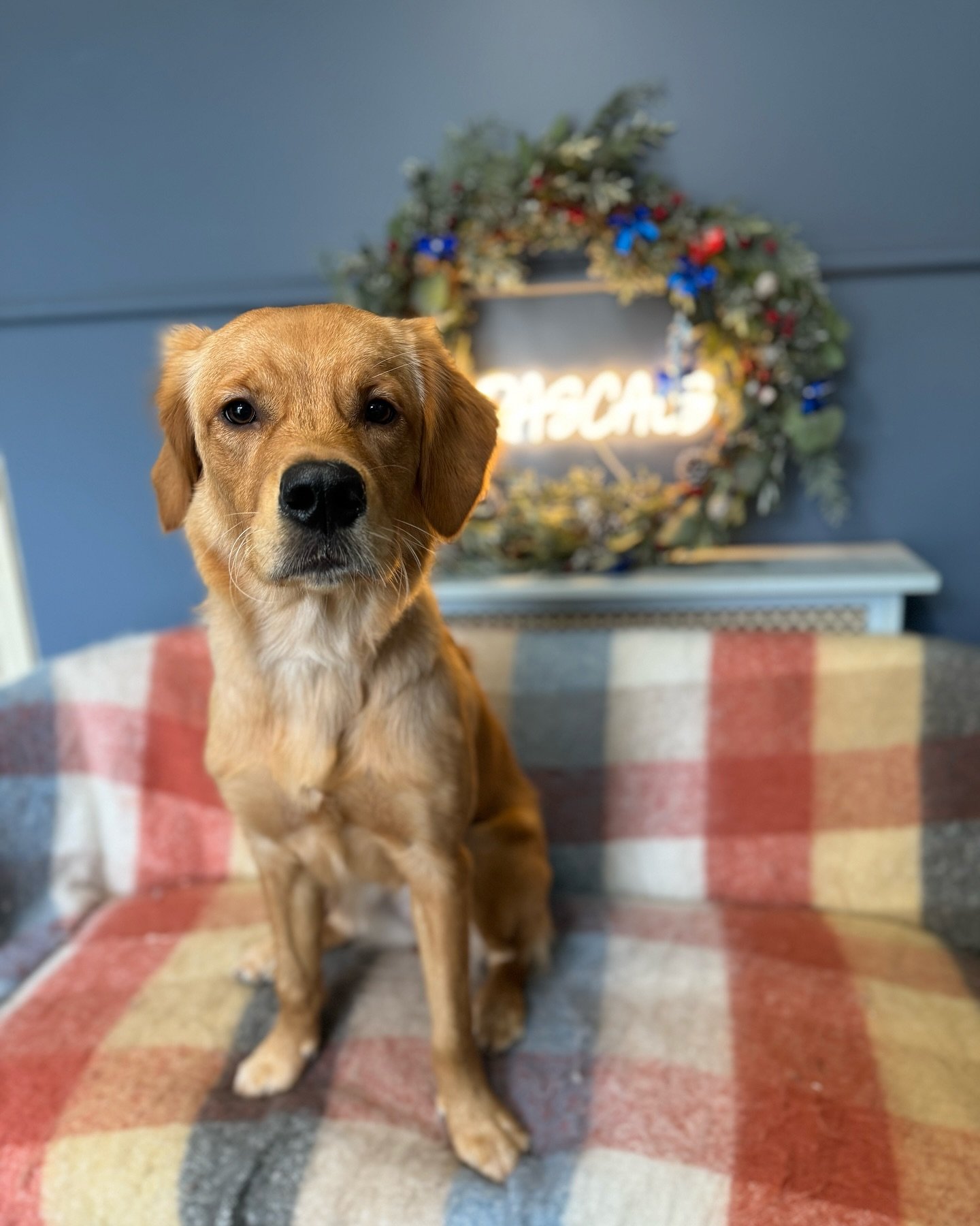 Maple the Golden Retriever came in for her deshed and trim!💛🐾

#rascalsofwoburn #woburnvillage #woburn #doggroomer #doggrooming #goldenretriever #puppy #doglover #miltonkeynesbusiness #befordshire