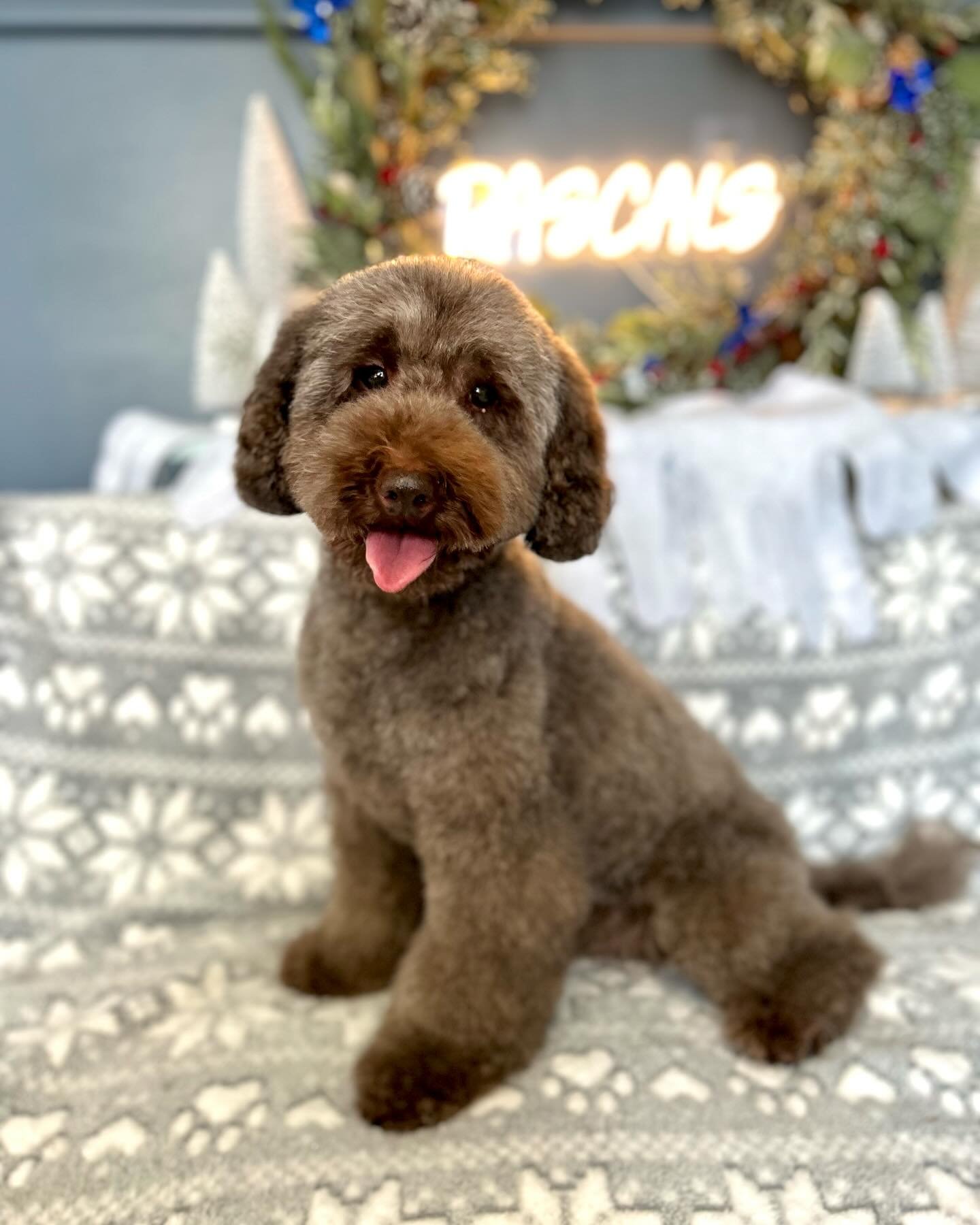 Coco Poodle 🎄🐾

#poodle #christmas #rascalsofwoburn #poodlesofinstagram #christmastime #doggrooming #doggroomersofinstagram #poodlegram