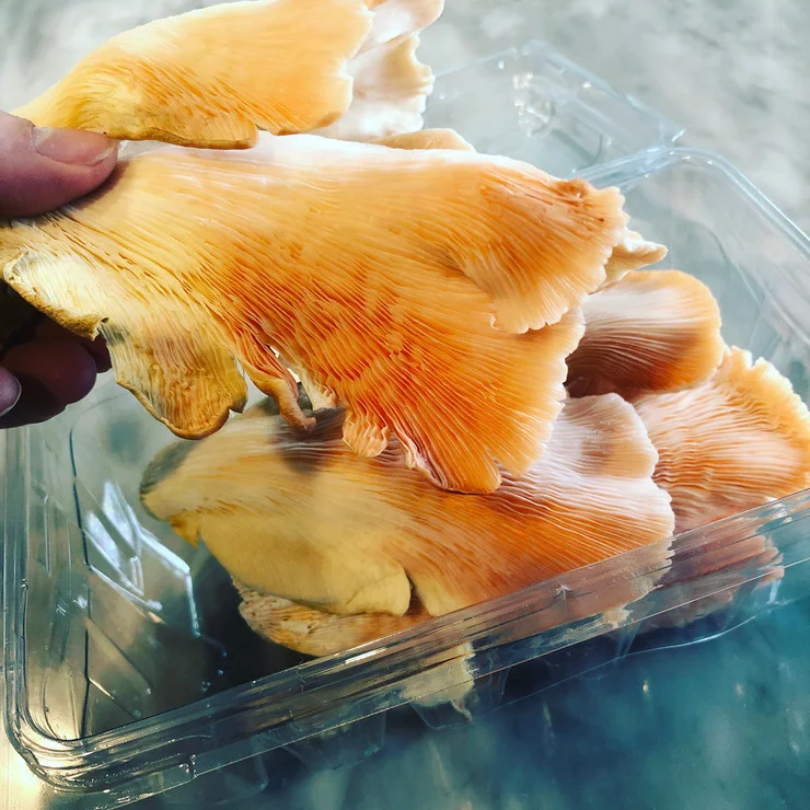 Mushroom from Dragonfly Farms