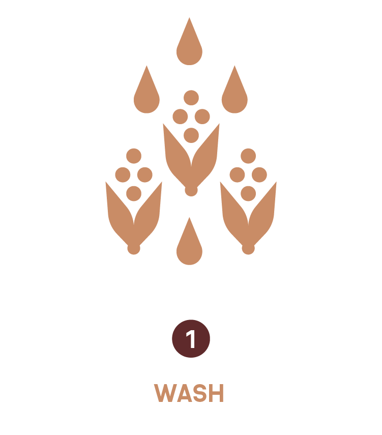 Yoli_Web_graphics-04.png