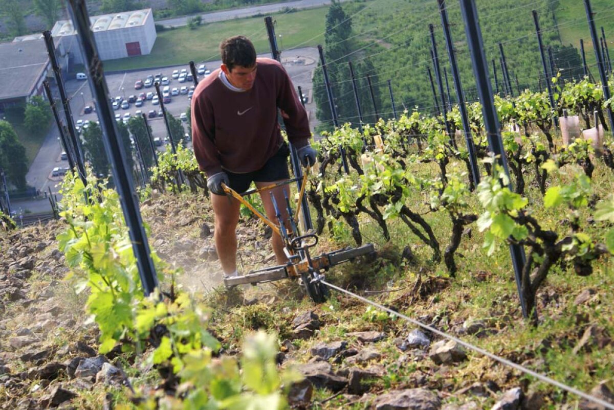 vigne-cote-rotie-labourage.jpg