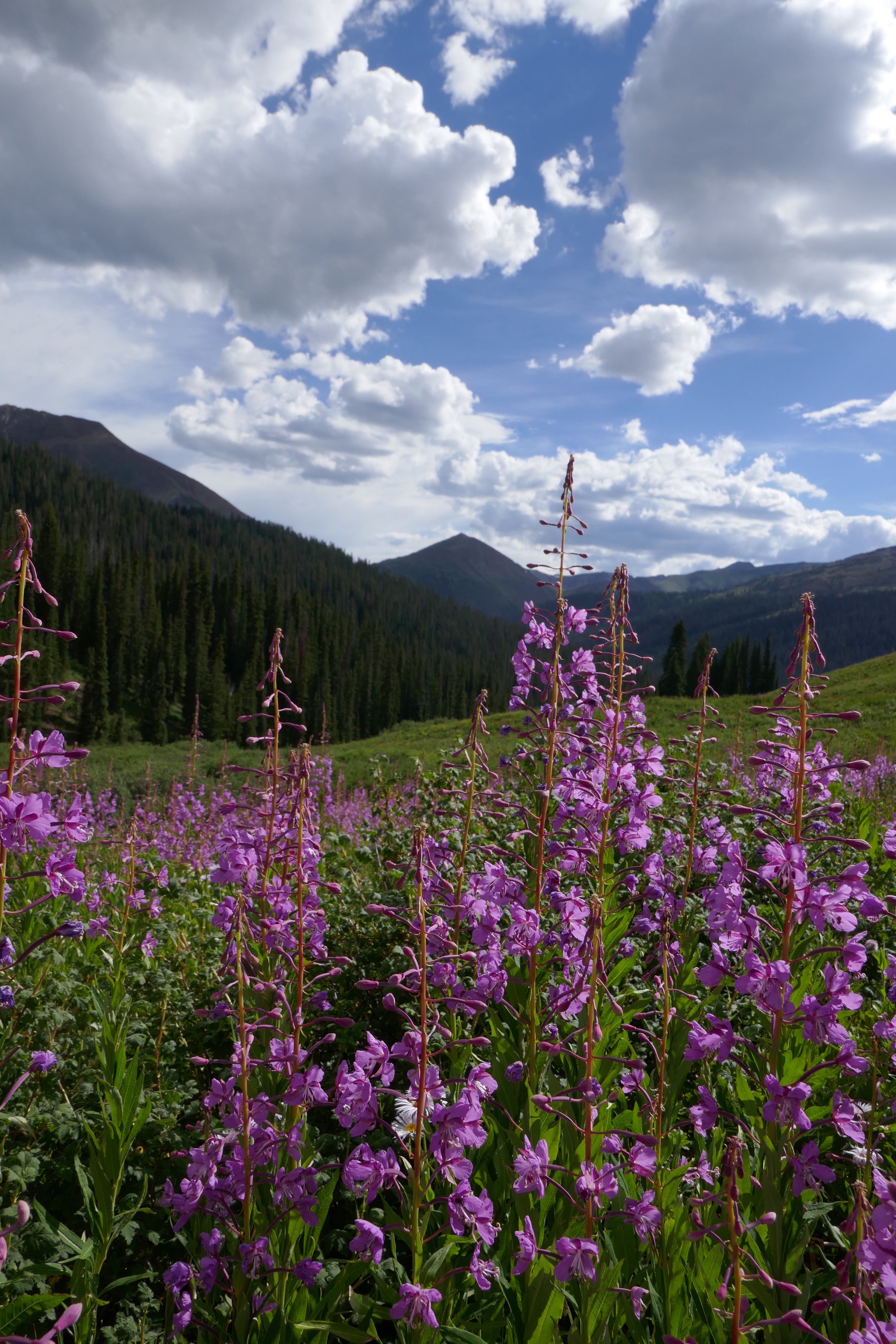 Clouds and Fireweed