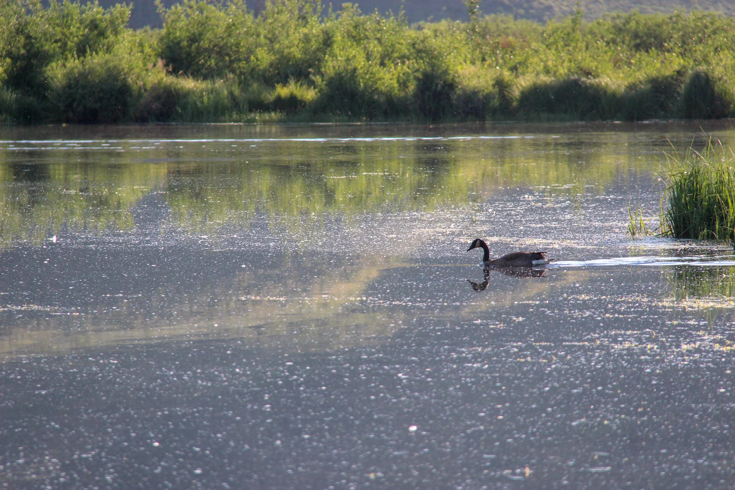 McLaughlinPam_Lone Goose.jpg