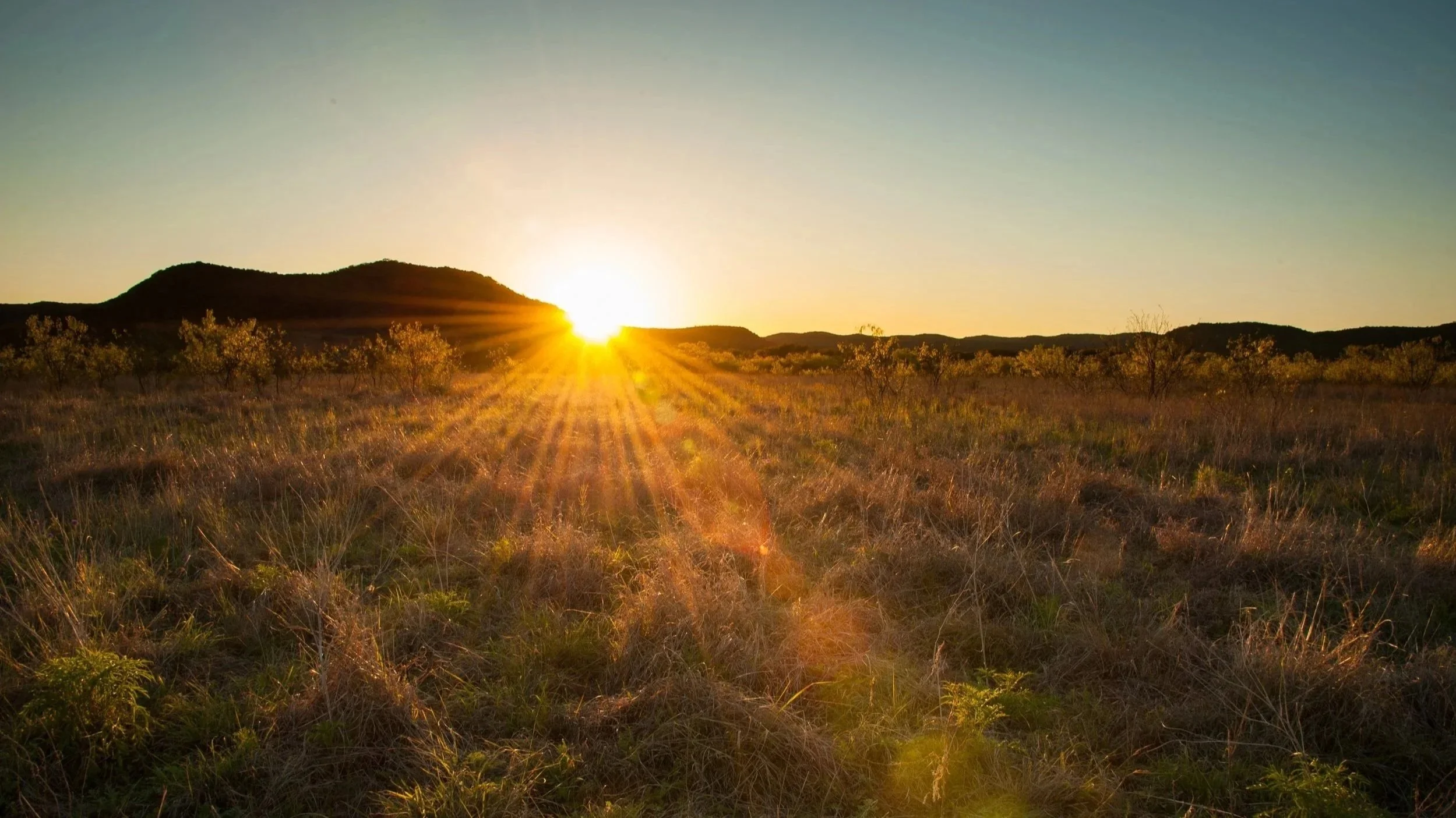 Submit Input to Sunset: Help Improve Health Services for Texas Families
