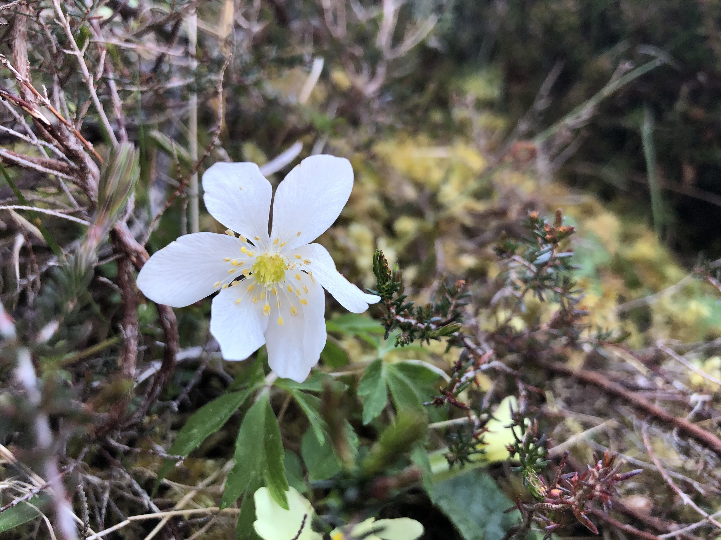 Flùr na gaoithe