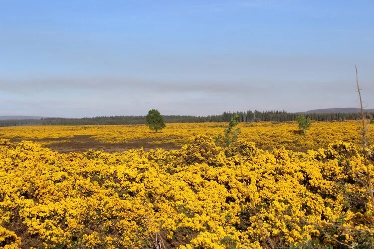 CONASG fo bhlàth AIR MÒINTEACH DHRUIM ATHAISIDH. bha i plailt am bliadhna! - WHIN blooming ON DRUMASHIE MOOR. there was lots this year!