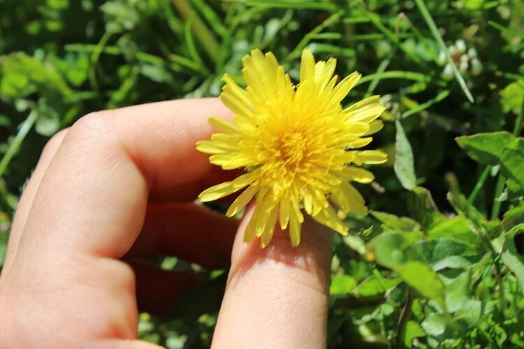 BEARNAN-BRÌDE - DANDELION
