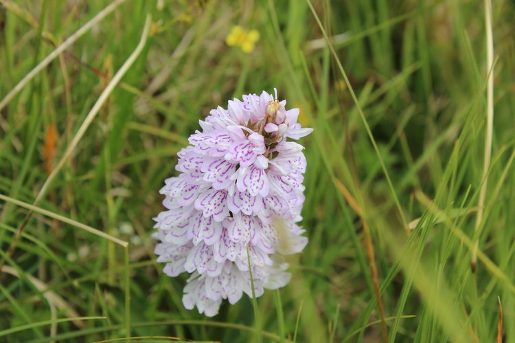 DÌTHEANNAN AN T-SRATHA LE M.M.S.