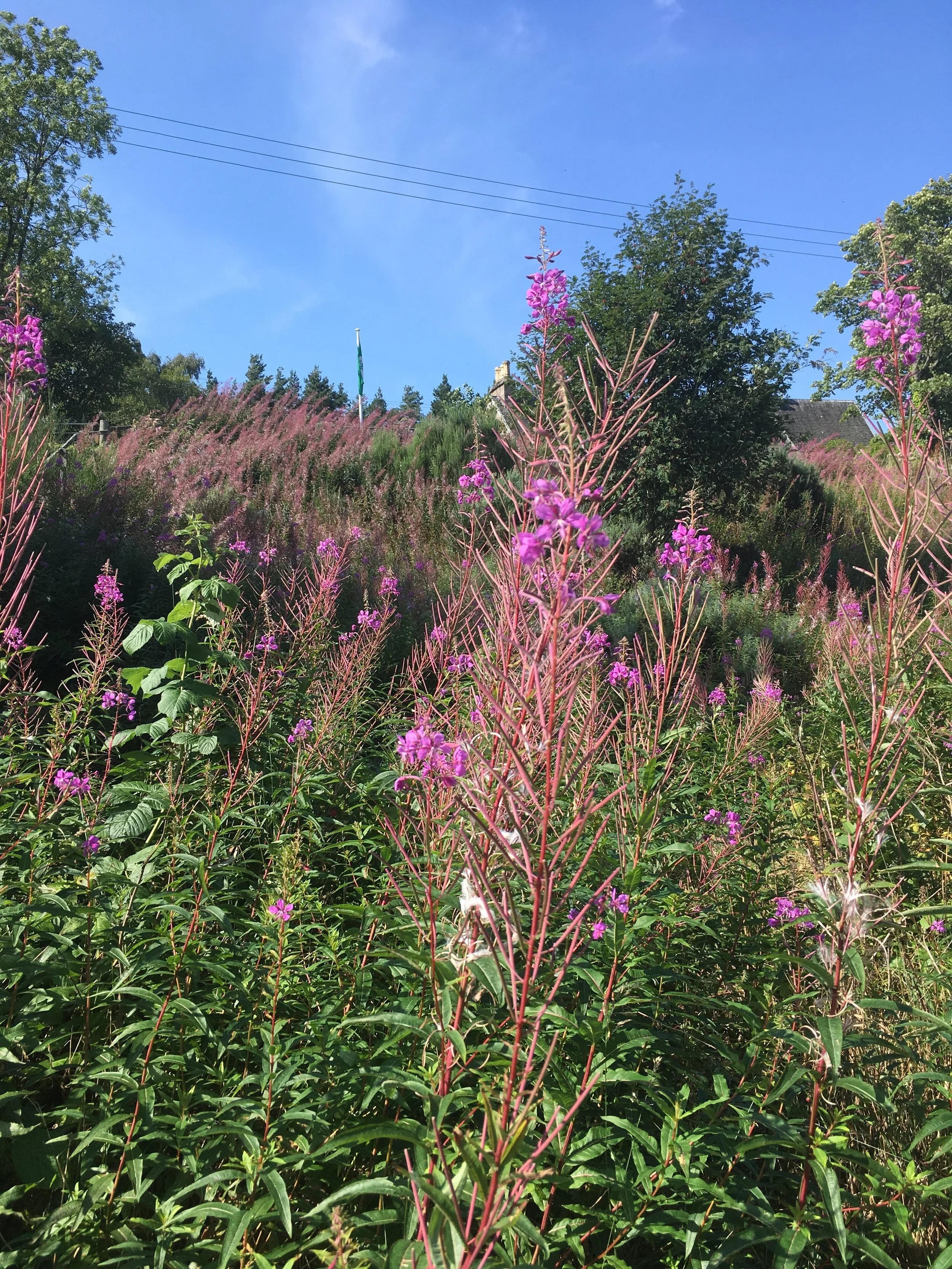 seileachan-frangach - rosebay willowherb