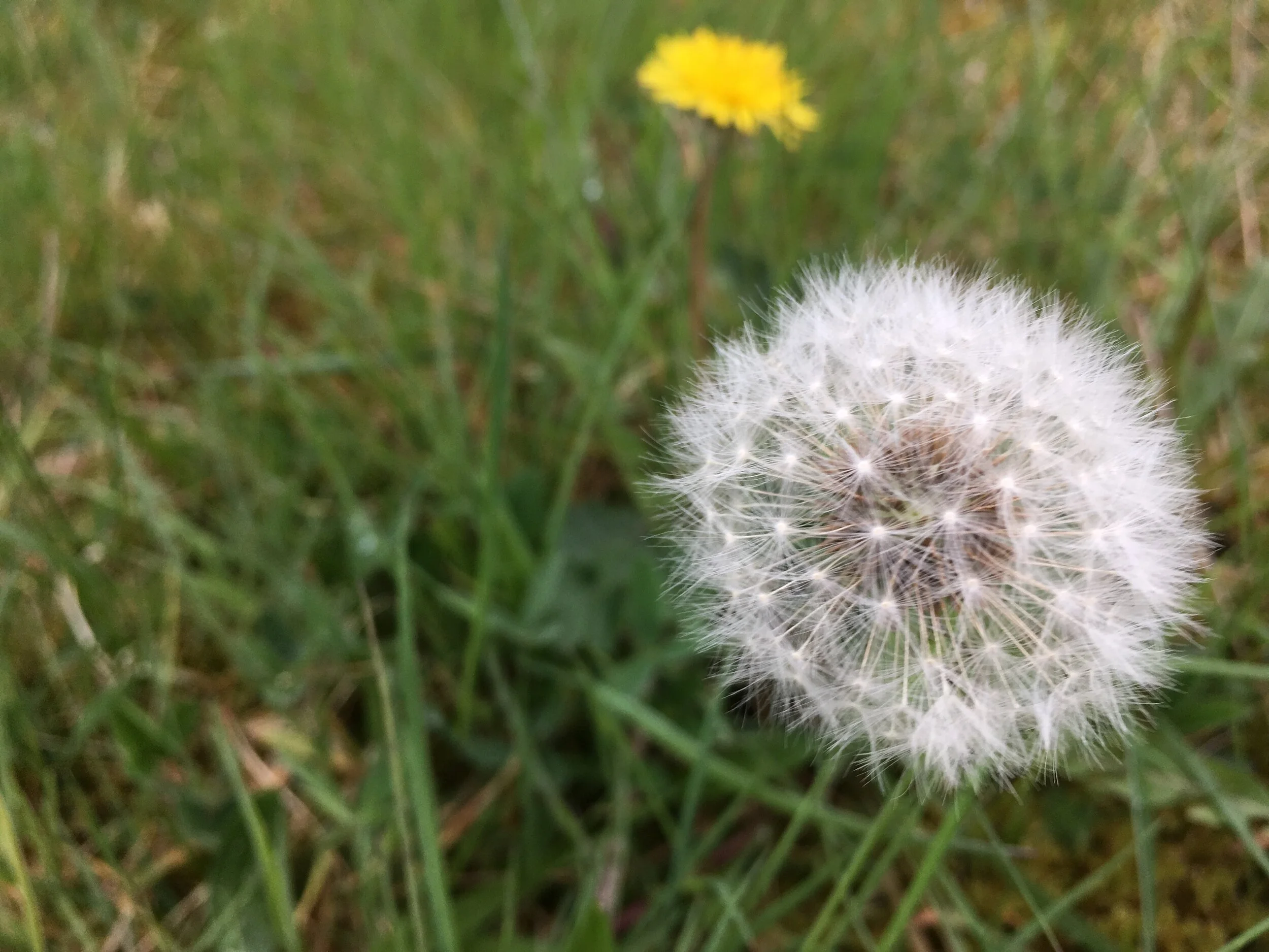 ‘s e gathan-gobhainn aon ainm airson na sìl - gathan-gobhain / ‘smithy sparks’ is one name for the seeds when they fly