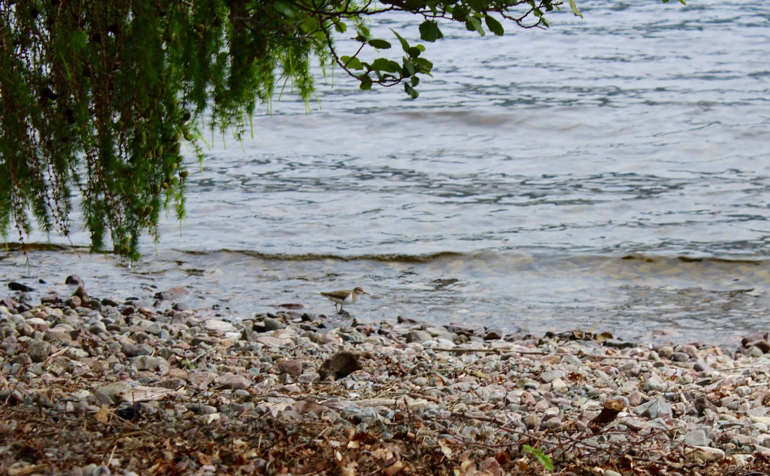 bog an lòin / sandpiper