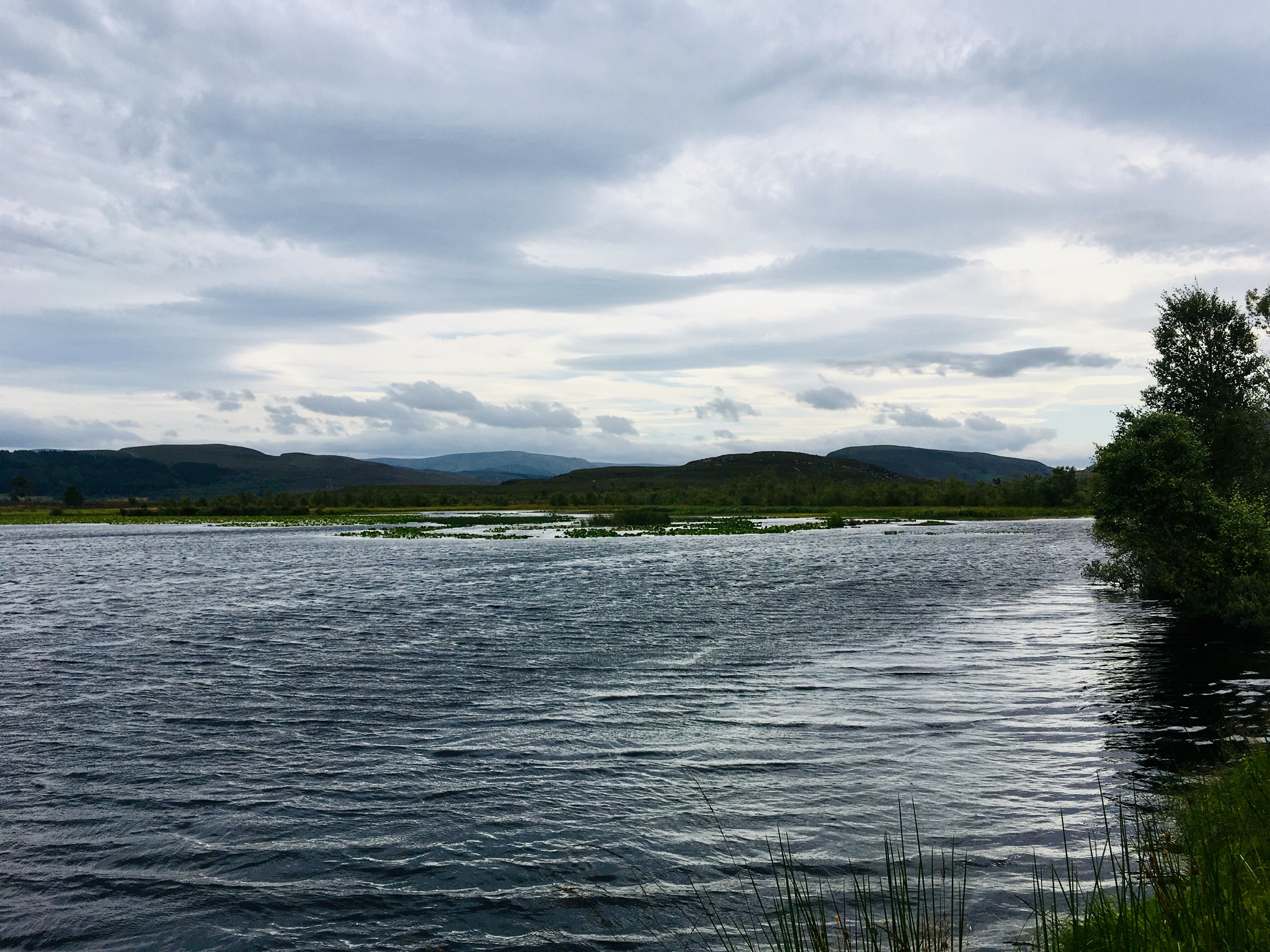 Loch an Eòin Ruadh - bha iad a-measg an luachair is a’ snàmh mu cheann an loch - cha robh an camera làidir gu leòr!