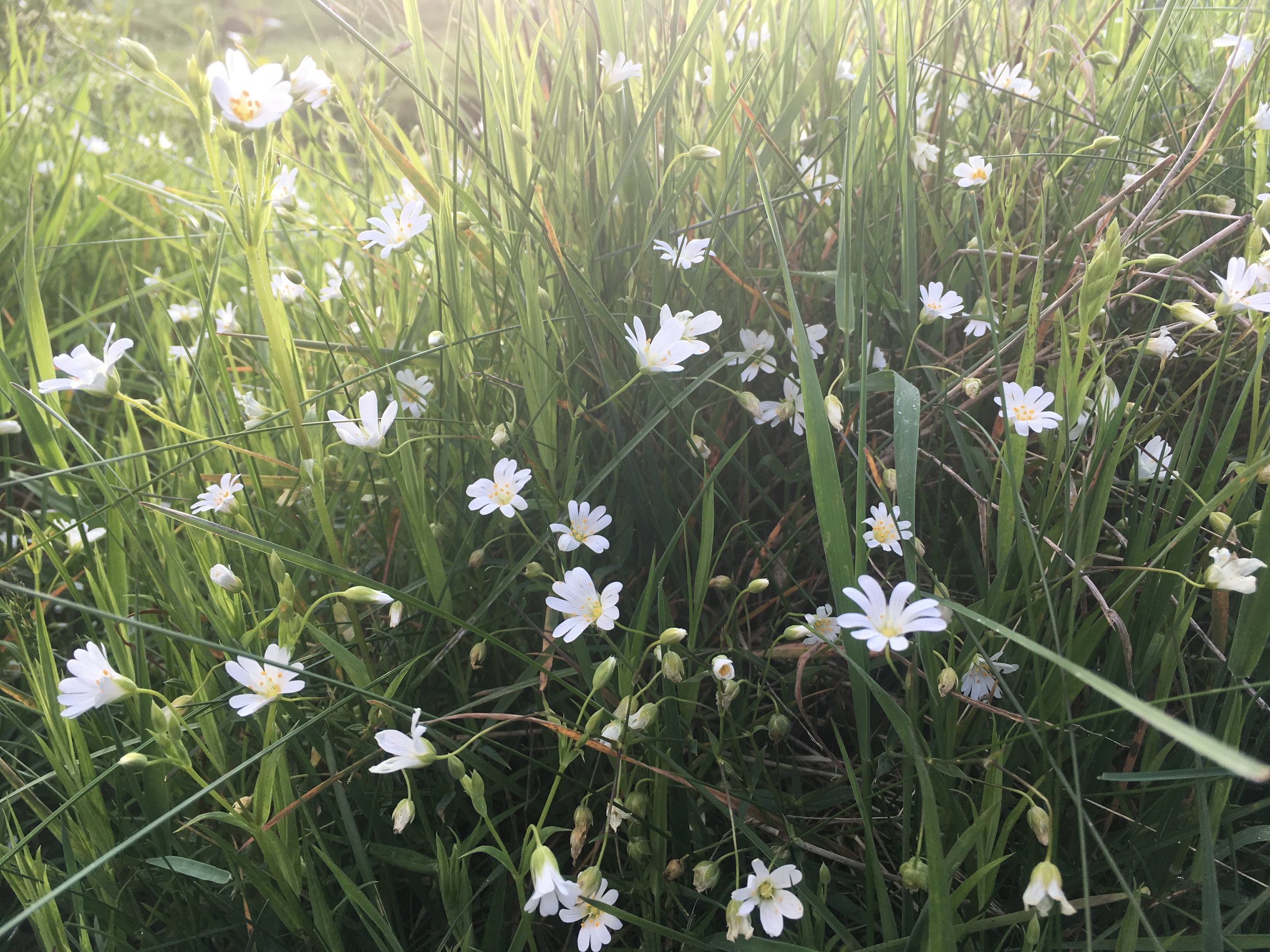 tursarain no fliodh na narach - lesser stitchwort