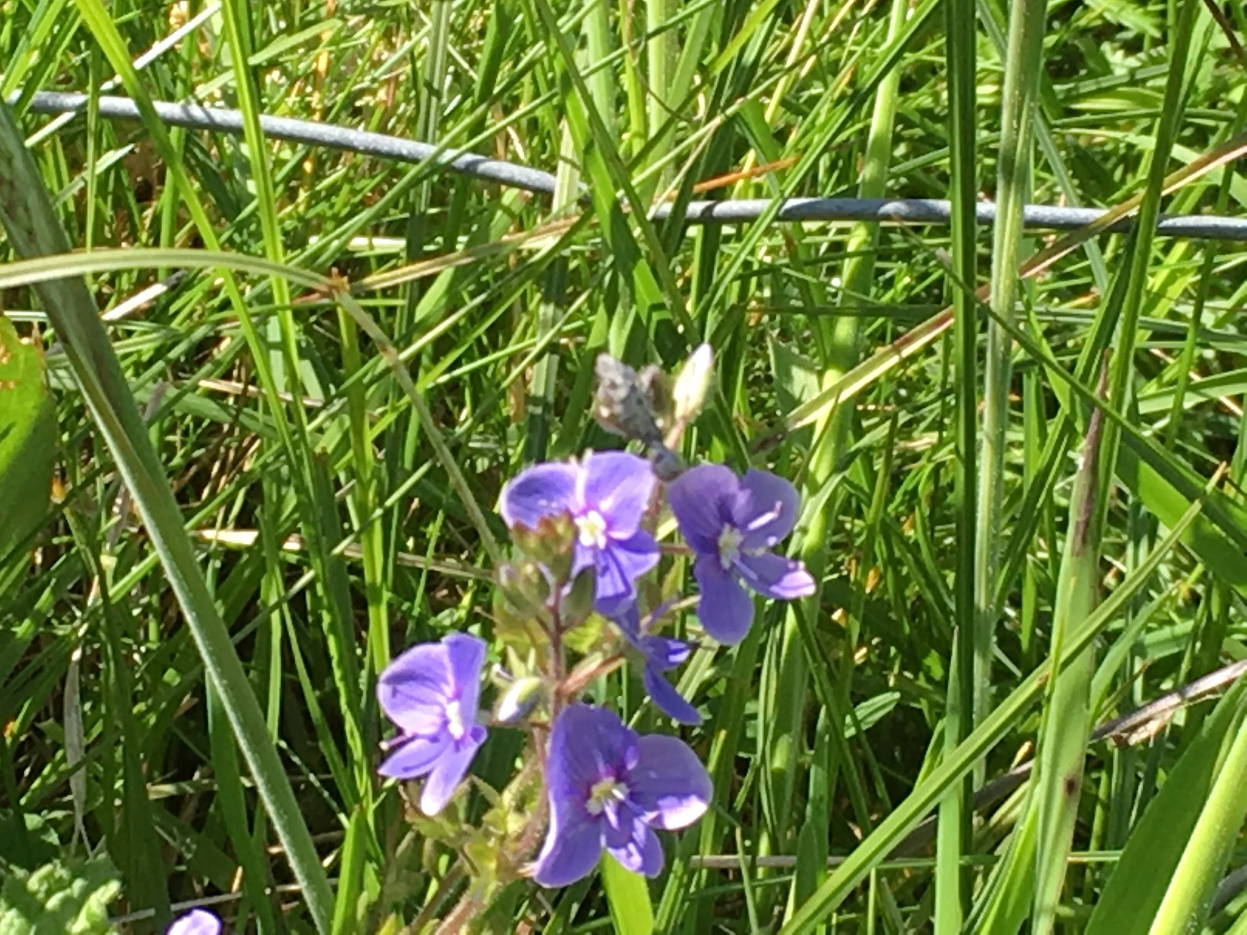 lus crè-monaidh - heath /common speedwell