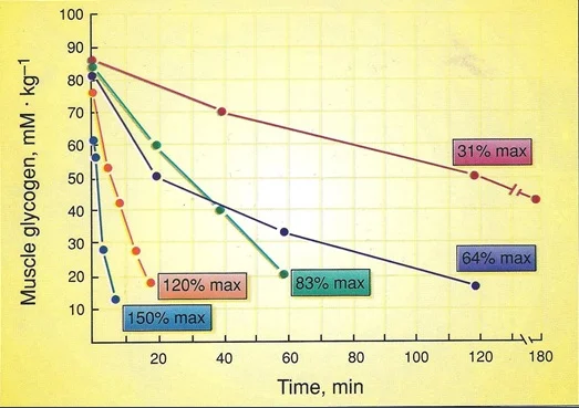 Glycogen utilization during high-intensity exercise. The higher the intensity, the faster glycogen stores are depleted!