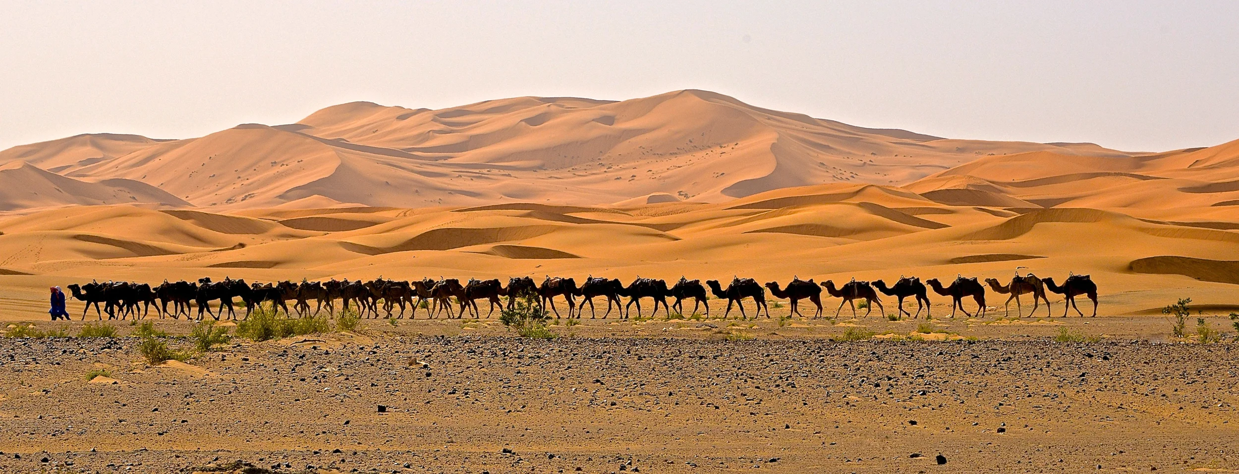 Erg Chebbi caravane chameaux DSC_3455.jpg
