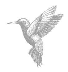 Amaruanka_Hummingbird_Small-Grey.png