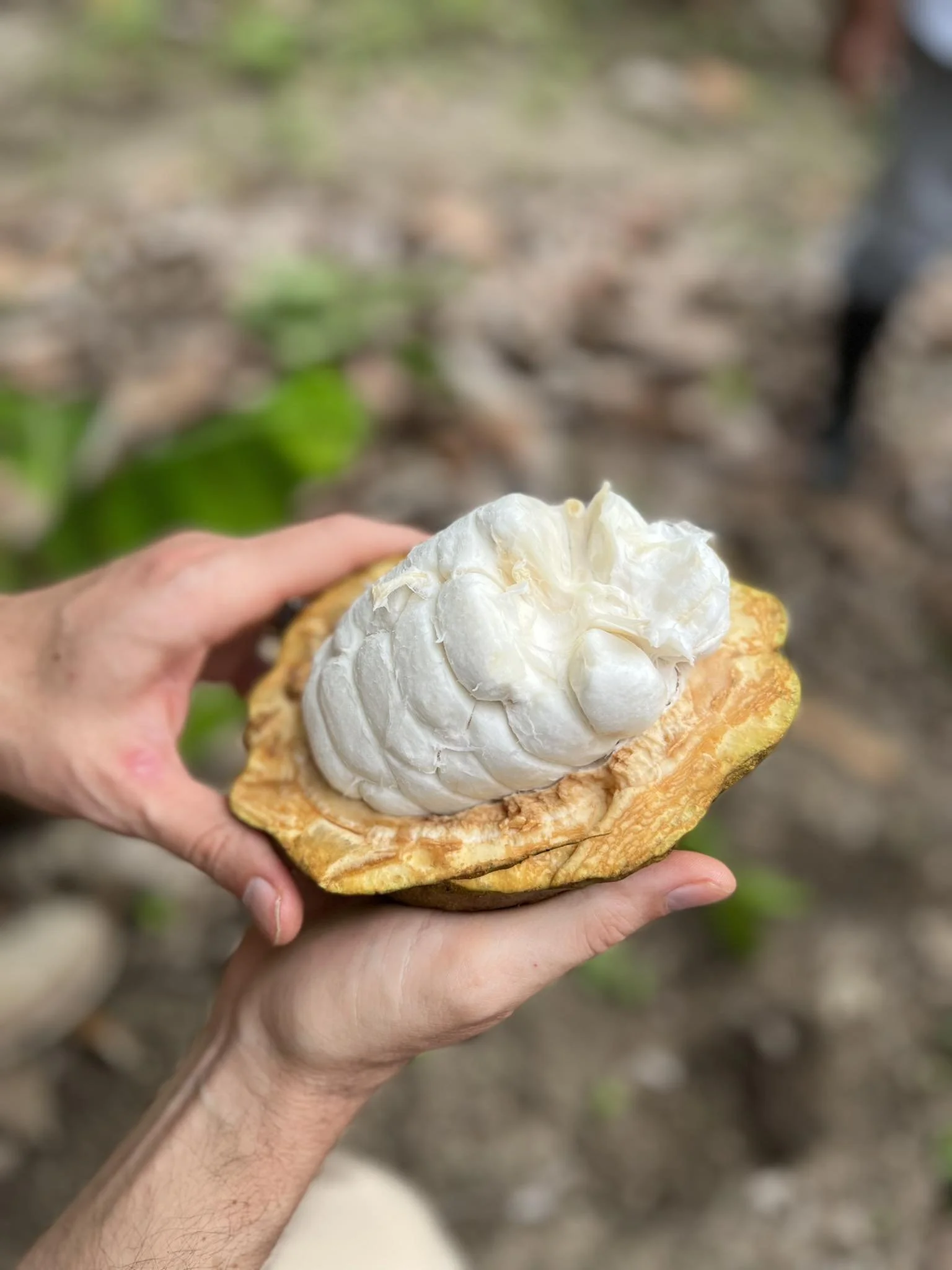 Fresh, raw, open cacao pod, cacao forest, ceremonial cacao, Aynua Amazonas, Peru
