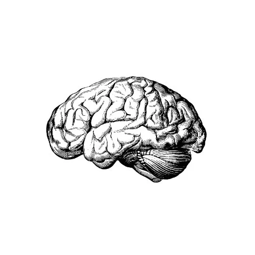 Human brain, old engraved style