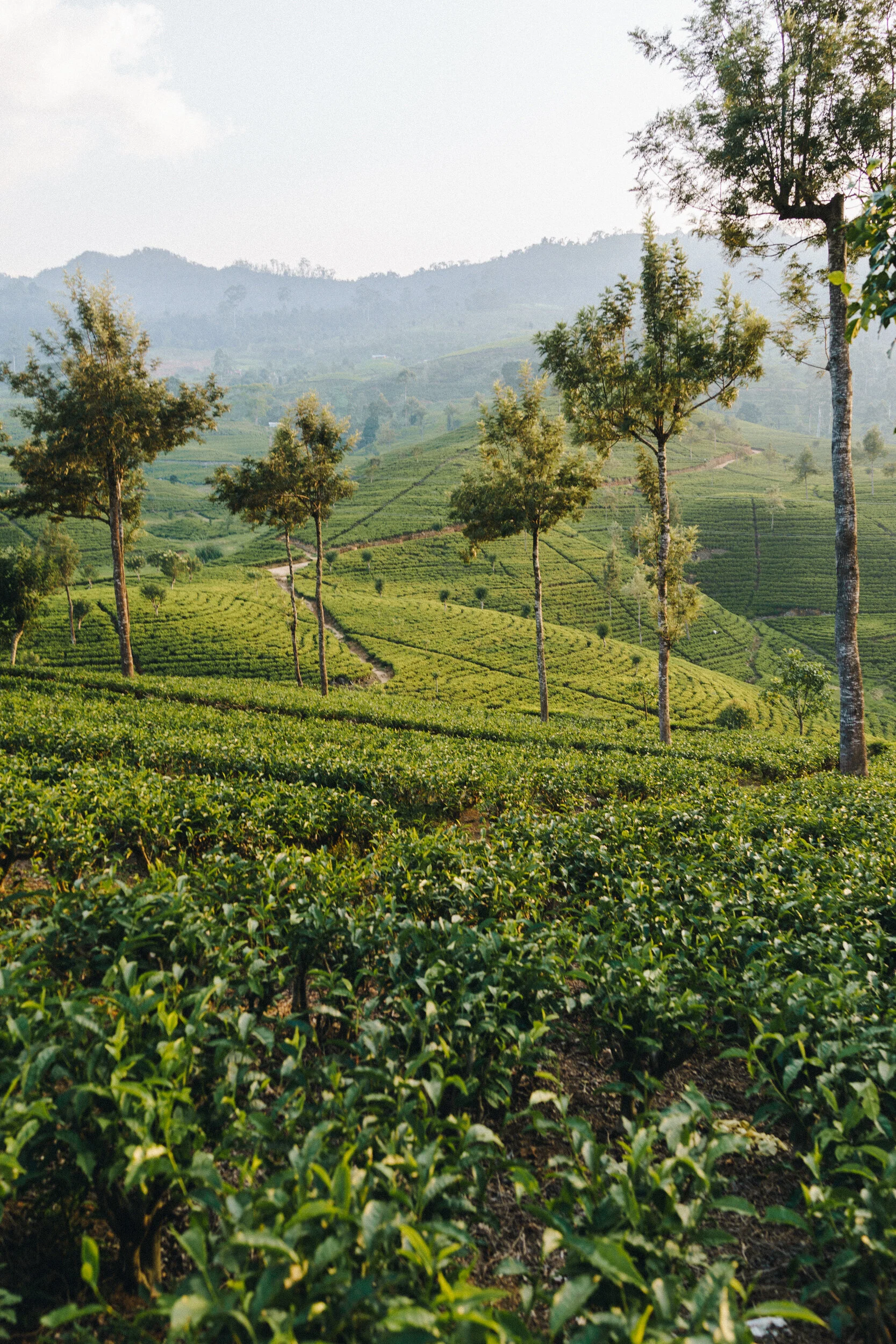 LOUIS A. W. SHERIDAN-117.jpg