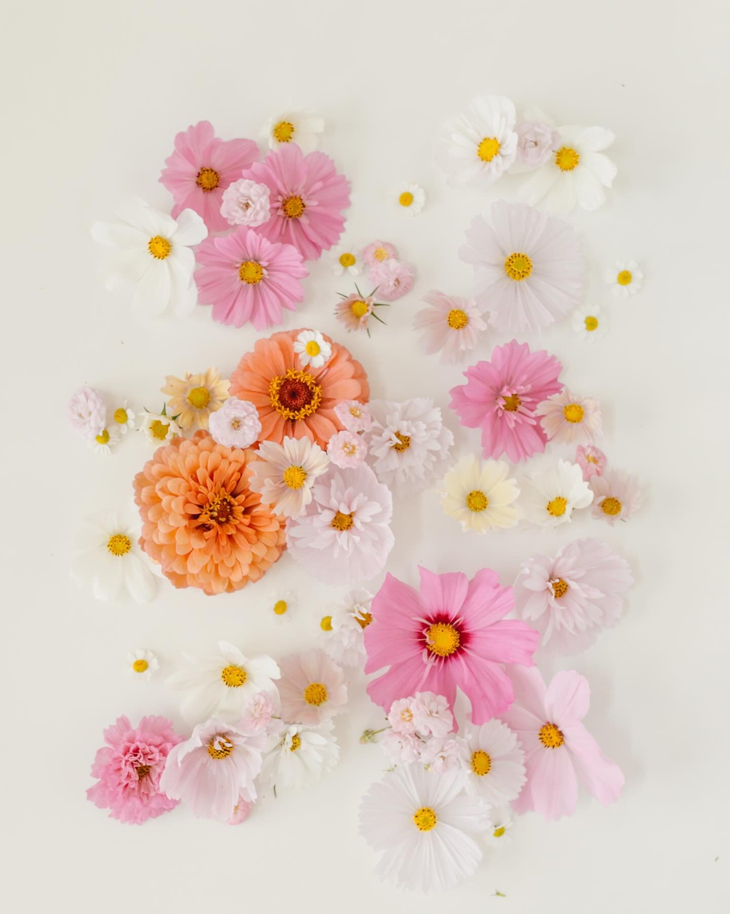 a flower flatlay for the feed.