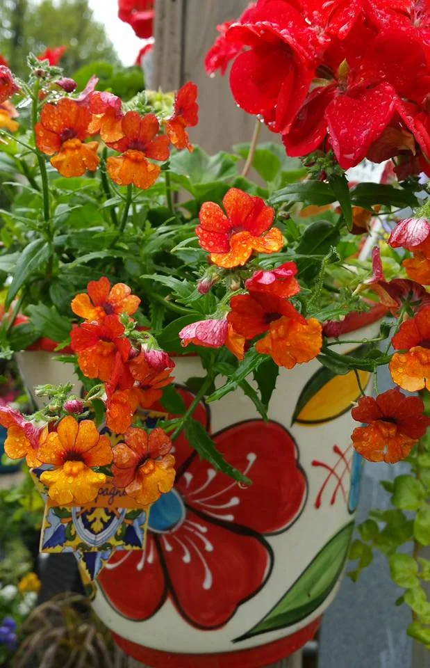 annuals-LFN.jpg